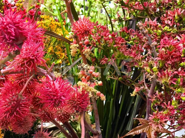 フラワーショップの珍しい植物4 植物,花,葉の写真素材