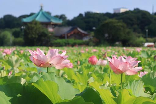 夏の不忍池 蓮の花 夏の不忍池 蓮の花 蓮の花,満開,ハスの写真素材