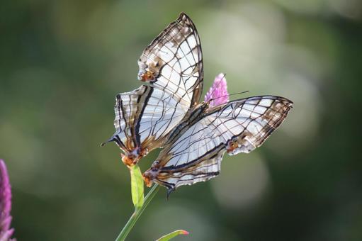 イシガケチョウ イシガケチョウ 蝶,吸蜜,タテハチョウの写真素材