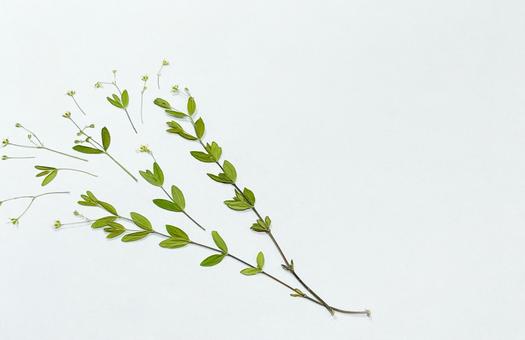 押し花のカード 押し花のカードの写真