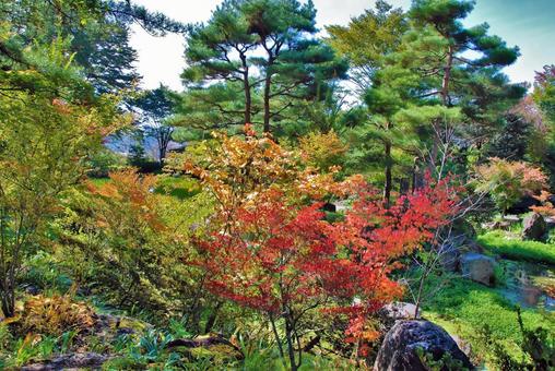紅葉と木々 紅葉と木々の写真