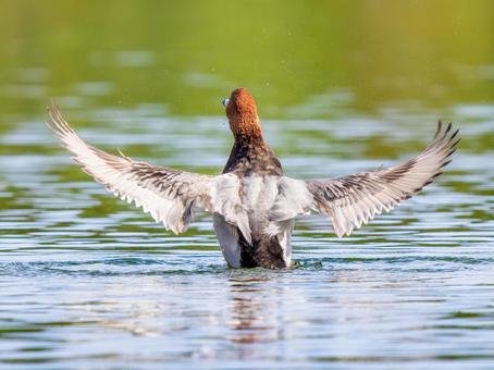 池で羽ばたくホシハジロ・カモ・鴨 ホシハジロ,鴨,野鳥の写真素材