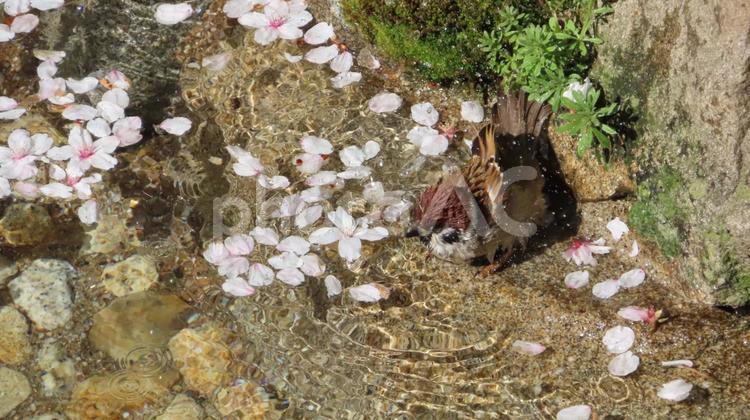 花いかだを眺める風情を解する日本の雀 桜,春,四季の写真素材