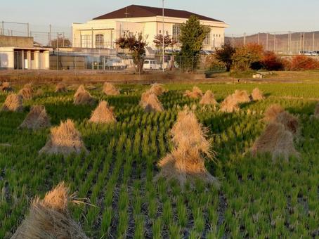 稲刈り後の田んぼ 稲架掛け,田んぼ,稲の写真素材
