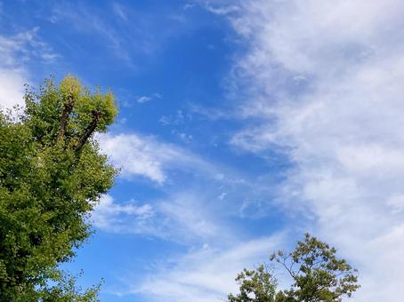 秋空 秋空,秋,オータムの写真素材