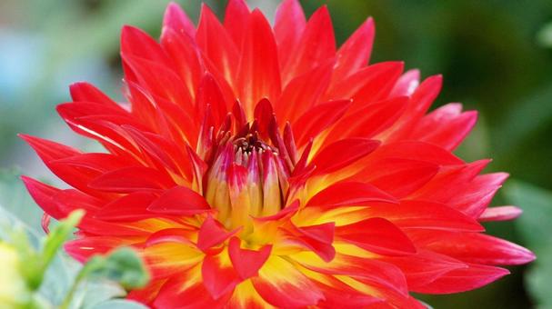 秋のダリア園-841 ダリア,赤,朱色の写真素材