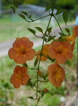 Photo, novy kazura, ノ ウ ゼ ン カ ズ ラ genus, flower, 