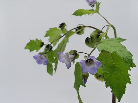クロホウズキの花 クロホウズキの花 クロホウズキ,花,植物の写真素材
