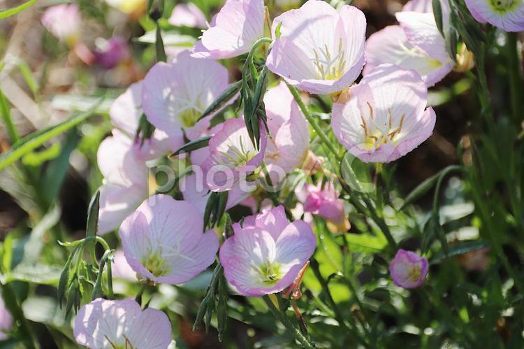露に濡れた「昼咲月見草」 花,昼咲月見草,ヒルザキツキミソウの写真素材