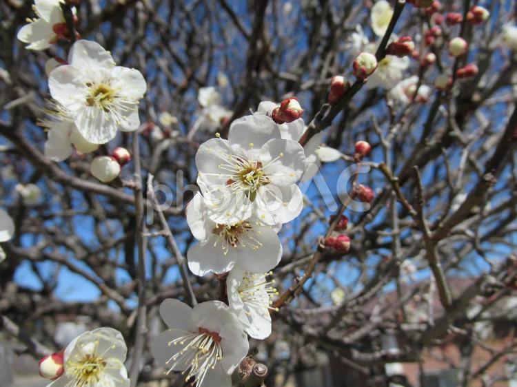 ３月上旬・開花し始めた白梅 白梅,梅,梅の花の写真素材
