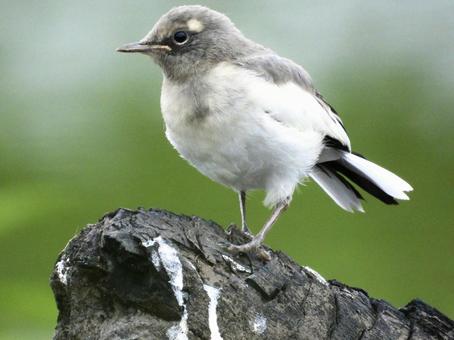 流木の上に立つセグロセキレイの幼鳥 流木の上に立つセグロセキレイの幼鳥の写真