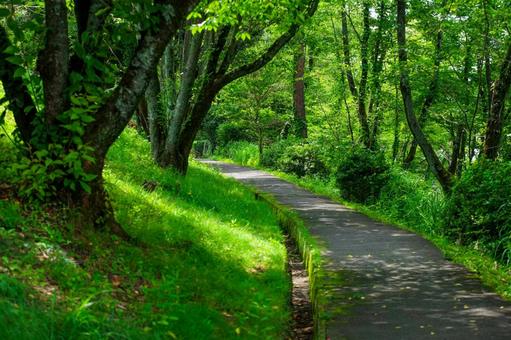 緑の散歩道 1 緑の散歩道 1の写真