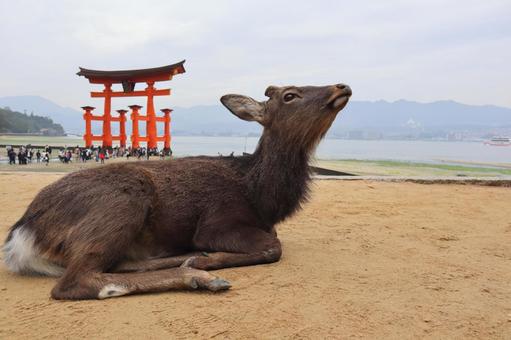 宮島 鹿 宮島 鹿の写真