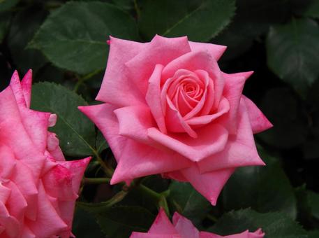 バラ 'ジーン・バーナー' バラ,ジーン,バーナーの写真素材