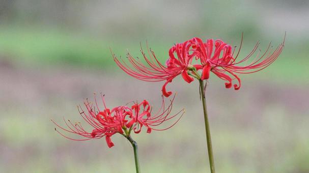 彼岸花-156 彼岸花-156 ヒガンバナ,マンジュシャゲ,赤の写真素材