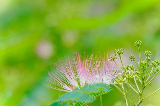 Silk Tree ⑺, JPG Silk Tree ⑺, JPG