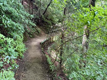 夏の高尾山　四号路　ハイキングコース 四号路,ハイキングコース,森の写真素材