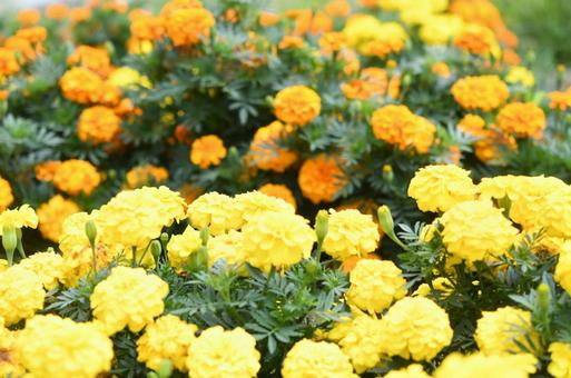黄色い花 黄色い花の写真
