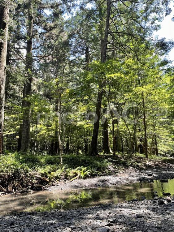 森の静寂と小川。 風景,木,森の写真素材