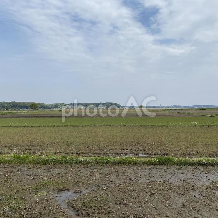 千葉県柏市の畑の景色 青空,千葉,田畑の写真素材