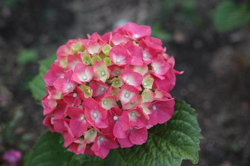 紫陽花 紫陽花の写真