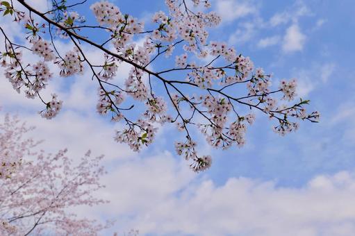 公園のサクラの写真