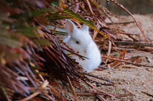 Photo, rabbit, okunoshima, animal, 