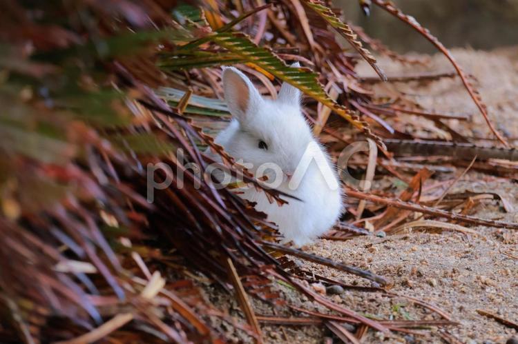 葉の裏に隠れる白ウサギの赤ちゃん うさぎ,ウサギ,兎の写真素材