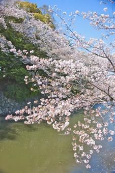 桜 桜の写真
