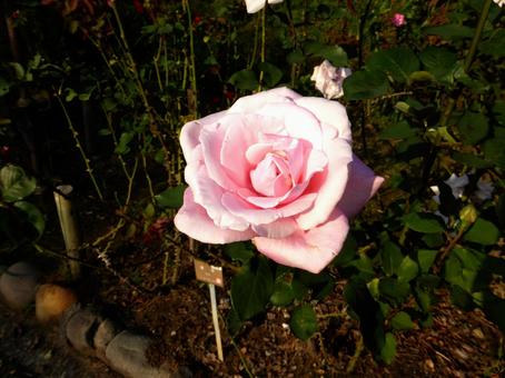 バラ園に咲く淡いピンク色のバラ バラ,花,植物の写真素材