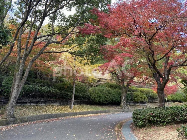 神山森林公園の紅葉 自然,秋,紅葉の写真素材