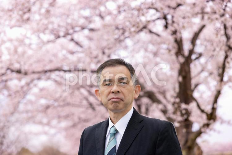 満開の桜の木下で真剣な眼差しの中年管理職 人物,日本人,男性の写真素材