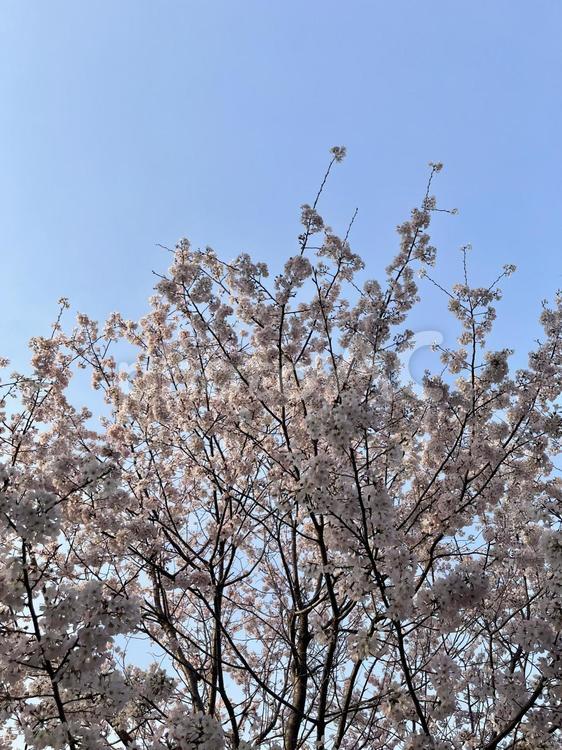 桜と空 さくら,春,空の写真素材