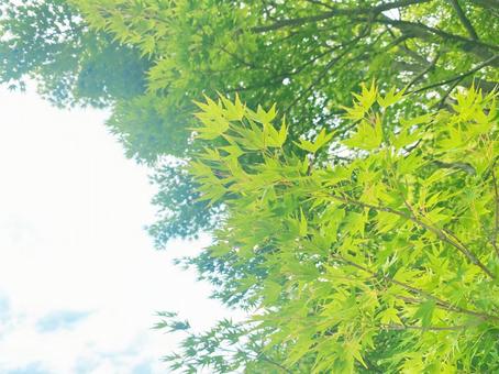 初夏のもみじ 初夏のもみじの写真