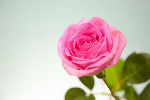 ピンクのバラ バラ,ピンク,ビビットカラーの写真素材