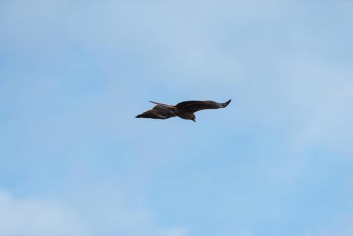 大空から獲物を探すトビ 大空から獲物を探すトビの写真