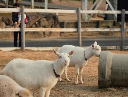 やぎ やぎ,動物,欧米の写真素材