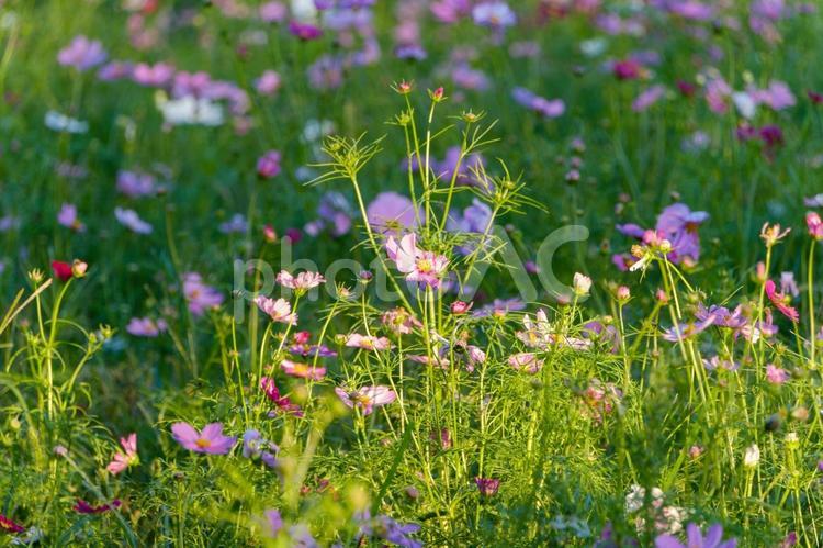 光あふれるコスモス畑 コスモス,花,花びらの写真素材