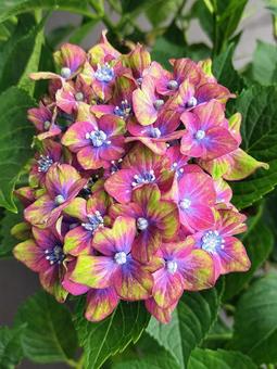 紫陽花・シュロスバッカーバルト 紫陽花・シュロスバッカーバルトの写真
