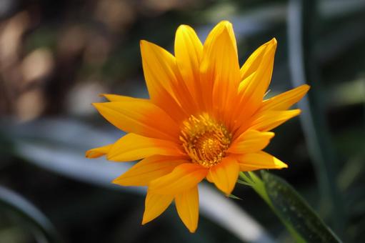 黄色のジャノメクンショウギクの花のアップ 黄色,ジャノメクンショウギク,花の写真素材