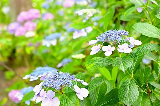 Light blue hydrangeas blooming in the rainy season sky, JPG