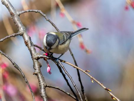 枝にとまるシジュウカラ 枝にとまるシジュウカラ シジュウカラ,野鳥,鳥の写真素材