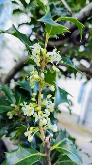 ヒイラギの花咲く～縦位置 ヒイラギ,柊,初冬の写真素材