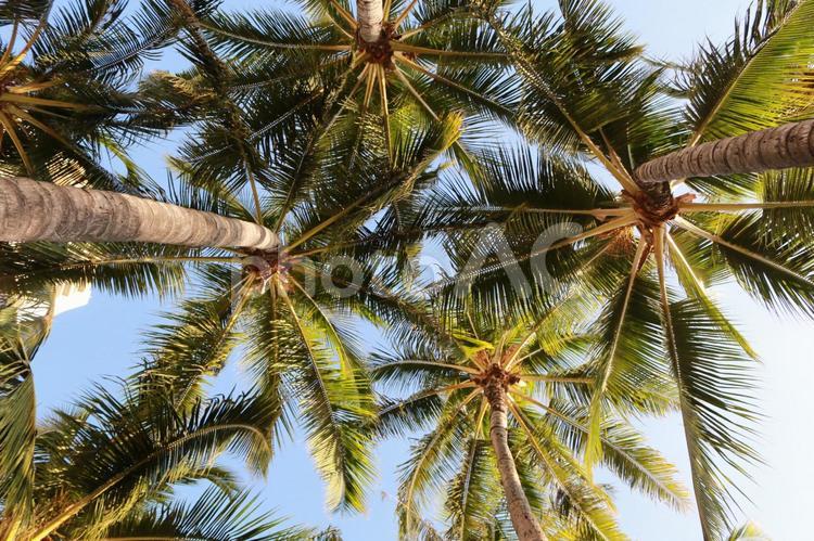 ヤシの木 ハワイ,ヤシの木,ヤシの写真素材