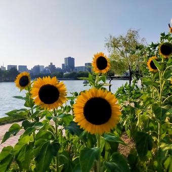 花 花 福岡,大濠公園,夏の写真素材