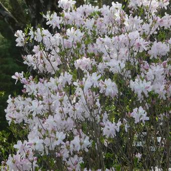 Azalea Kurofune Azalea Flowers, JPG Azalea Kurofune Azalea Flowers, JPG
