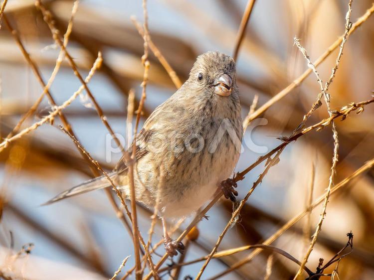 枝にとまるベニマシコのメス ベニマシコ,紅猿子,野鳥の写真素材