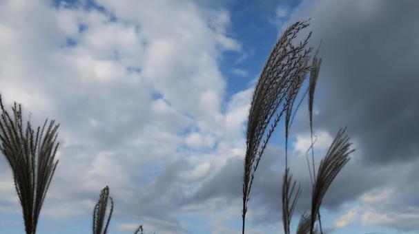 ススキ ススキ,ススキの穂,自然の写真素材