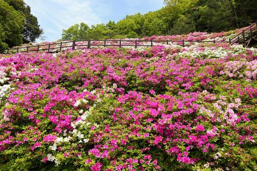 Photo, hidden village, ara park, mikame town, 