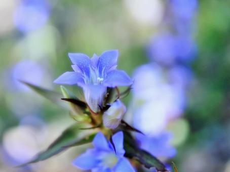 綺麗に咲いた青いリンドウ 綺麗に咲いた青いリンドウ リンドウ,青色,花の写真素材